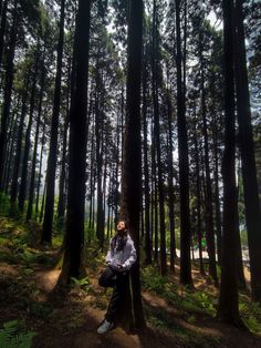 a man sitting on top of a tree in the middle of a forest with lots of tall trees