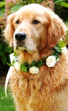 a golden retriever dog wearing a flower collar in the grass with flowers around it's neck