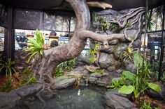 an indoor pond surrounded by rocks and plants