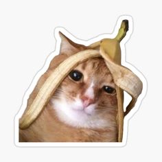 a cat with a banana on its head