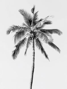 a black and white photo of a palm tree