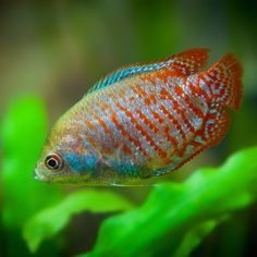 a red and blue fish in an aquarium with green plants around it's edges