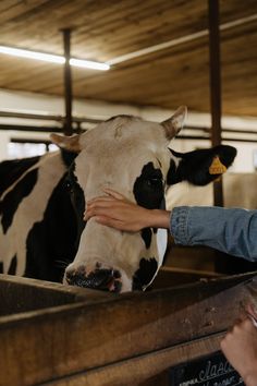 a woman is petting a cow in a barn