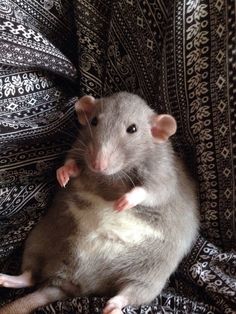 a rat sitting on top of a black and white blanket