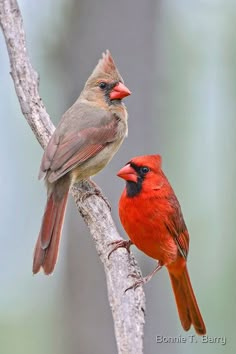 two birds sitting on top of a tree branch