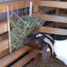 a goat is eating hay in its pen