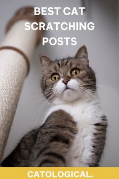 a cat sitting on top of a scratching post with the caption best cat scratching posts