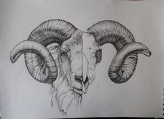 a drawing of a ram with large horns