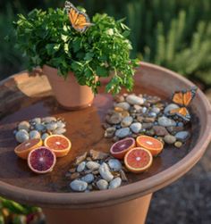 a potted plant sitting on top of a table filled with oranges and other fruits