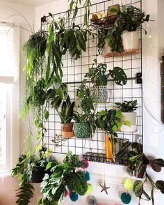 a room filled with lots of house plants