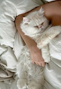 a white cat sleeping on top of a person's arm in bed with their eyes closed