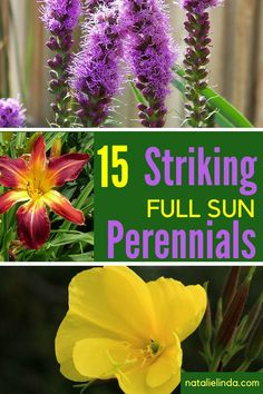 purple and yellow flowers with text overlay that says 15 striking full sun perennials