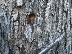 an old tree with peeling bark and a hole in the bark that has been cut open