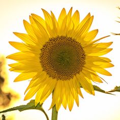 a large sunflower is shown in the foreground, against a yellow sky background