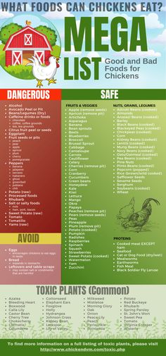 an info sheet for what foods can chickens eat?