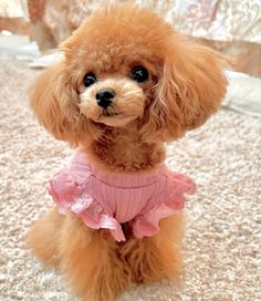 a small brown dog wearing a pink dress sitting on top of a carpeted floor