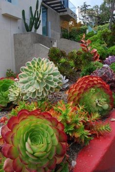 many different types of succulents in a garden