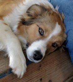 a brown and white dog laying on top of a person's leg next to a wooden floor