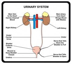 the urinary system diagram with labels