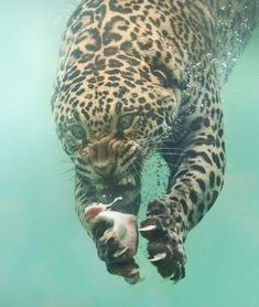 an image of a big cat swimming in the water