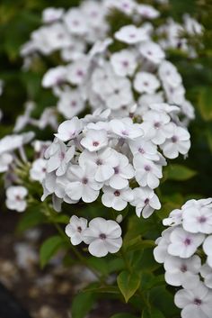 white flowers are blooming in the garden