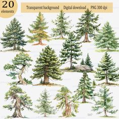 different types of trees in watercolor and ink with the words transparent background digital drawing