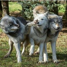 three grey wolfs standing next to each other in the grass with trees behind them