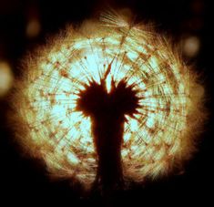 the silhouette of a person holding a dandelion in front of a dark background