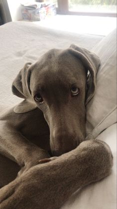 a brown dog laying on top of a bed next to pillows