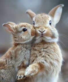 two small rabbits are touching each other