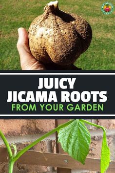 a hand holding up a plant with the title juicy jicama roots from your garden