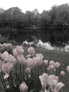 black and white photograph of pink tulips in front of a pond with trees