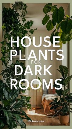 house plants for dark rooms with text overlay that reads, house plants for dark rooms