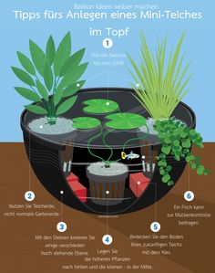 an info sheet describing how to use the water garden for plants and other aquatic life