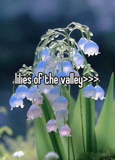 flowers with the words lilies of the valley on it's bottom and an image of