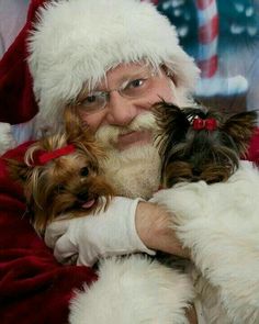 a man dressed as santa holding two small dogs