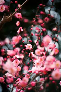 pink flowers are blooming on a tree branch