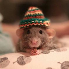 a small rat wearing a knitted hat