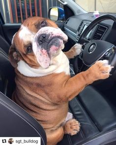 a brown and white dog sitting in the driver's seat of a car with his paw on the steering wheel