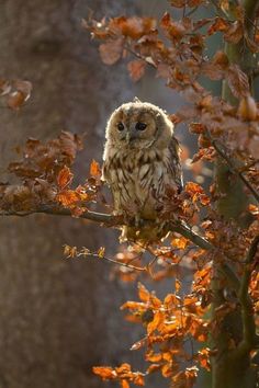 an owl sitting on top of a tree branch in the fall time with orange leaves