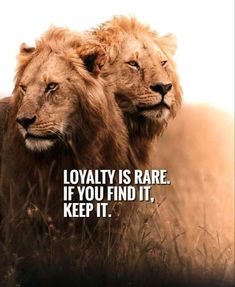 two lions standing next to each other on top of a grass covered field with the caption, lovableity is rare if you find it, keep it