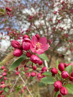 pink flowers blooming on the branches of trees