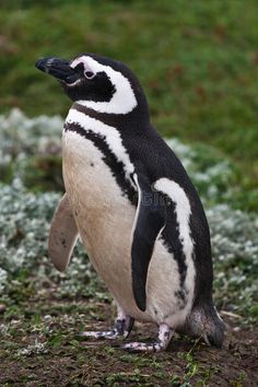 a penguin standing on the ground looking at something