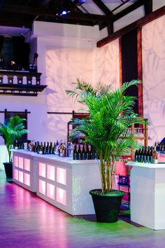 a palm tree in a planter next to a bar with wine bottles on it