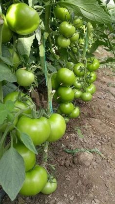 many green tomatoes growing on the vine