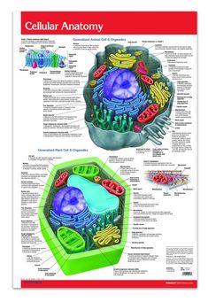 the cell diagram is shown in this poster