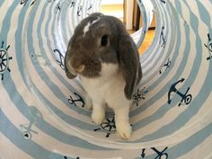 a rabbit is sitting in the middle of a tube