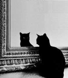 a black cat sitting in front of a mirror looking at it's own reflection