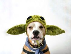 a dog wearing a knitted yoda hat