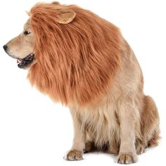 a dog that is sitting down with long hair on it's face and tail